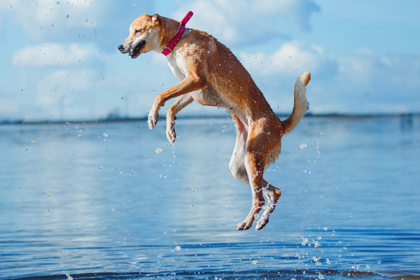 Boost Your Dog's Mobility: Essential Joint Health Ingredients