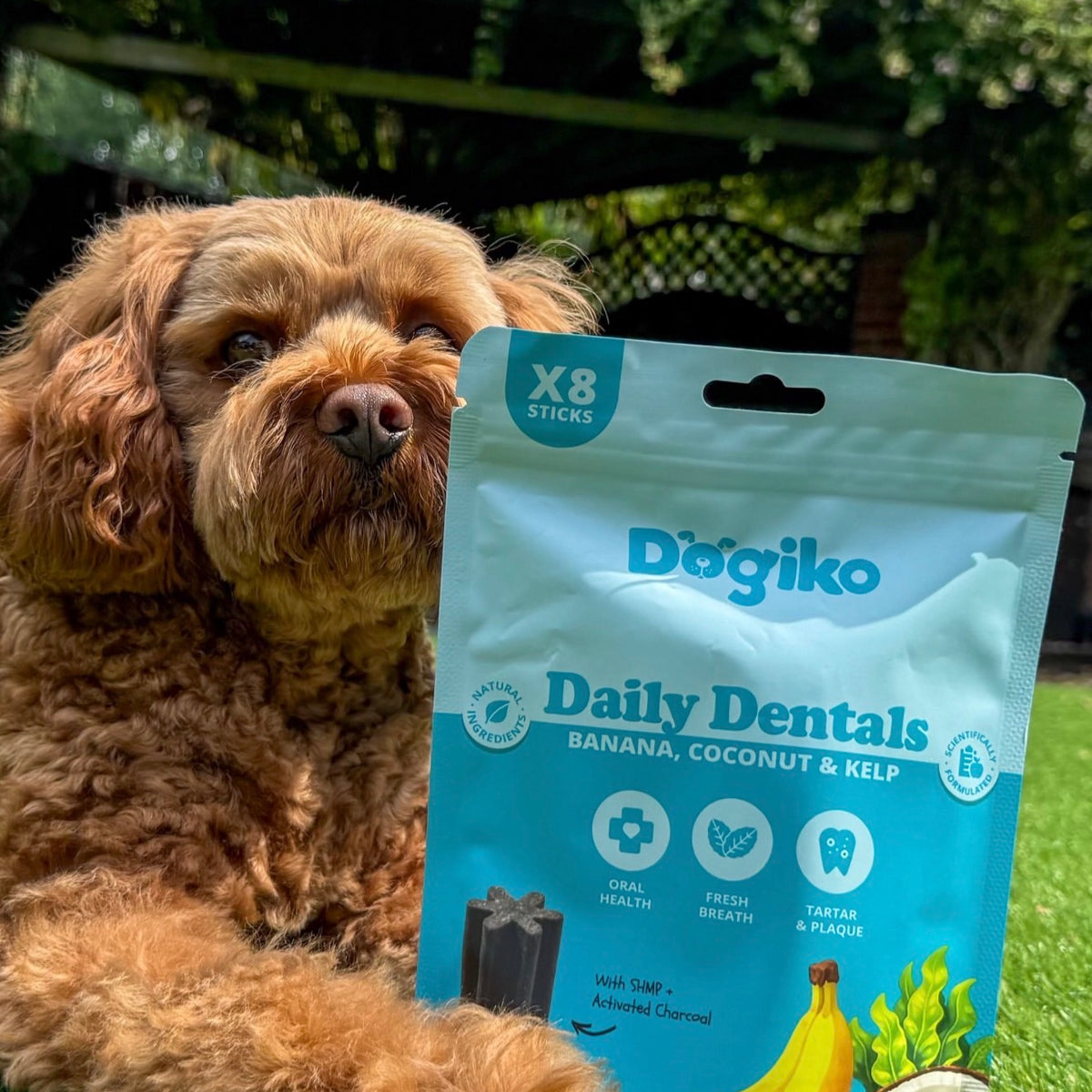 Daily Dentals
