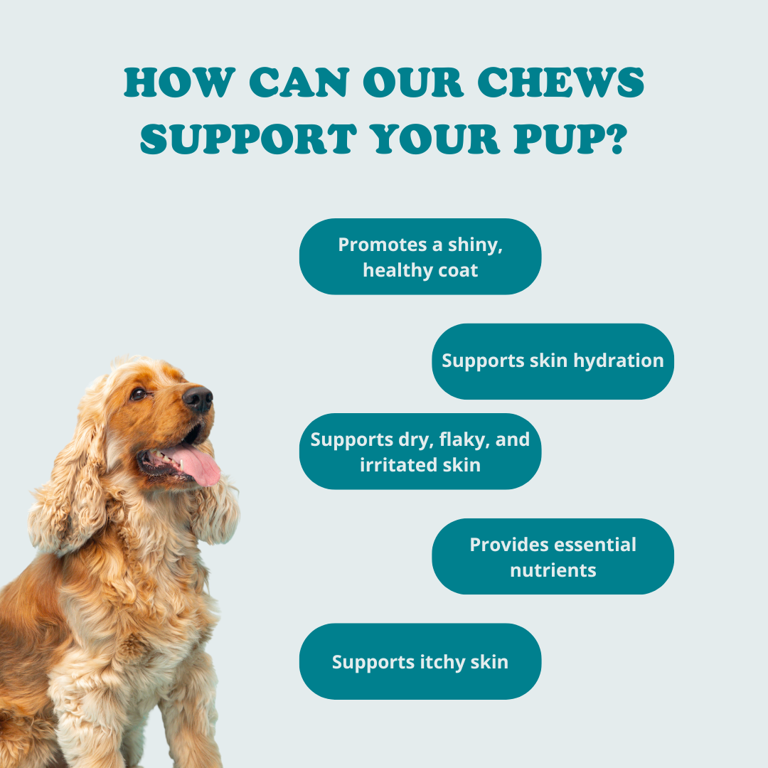 Skin + Coat Chews
