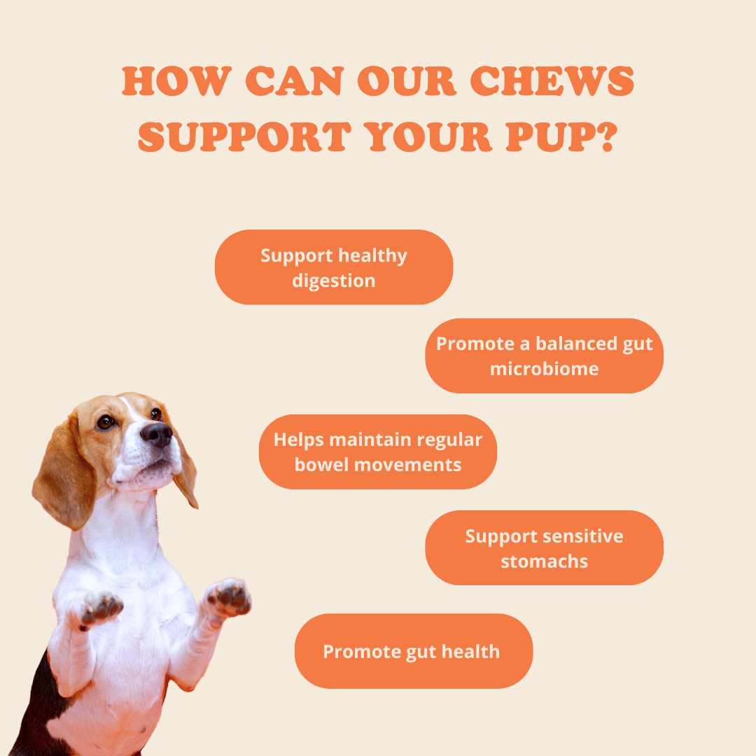 Digestion Chews