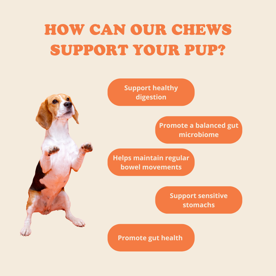 Digestion Chews