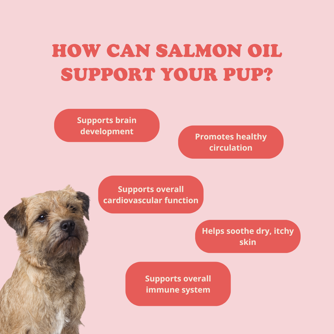 100% Scottish Salmon Oil