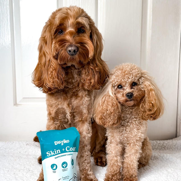 Skin + Coat Chews