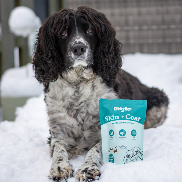Skin + Coat Chews