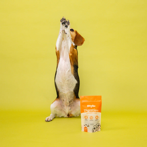 Digestion Chews